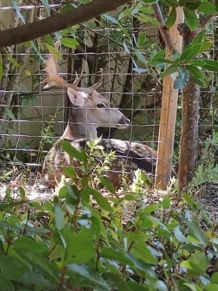 Quinta Do Bamby Villa Leiria Kültér fotó
