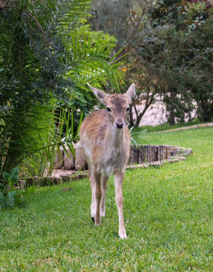 Quinta Do Bamby Villa Leiria Kültér fotó